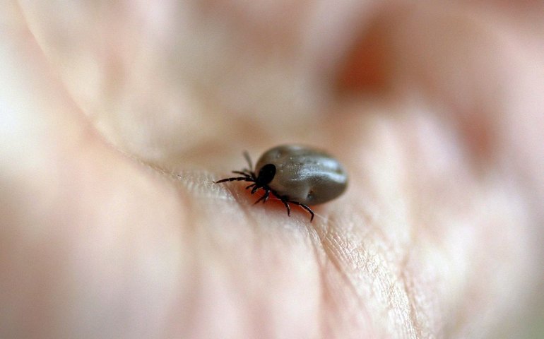 Parque no interior de SP é interditado após mortes por febre maculosa