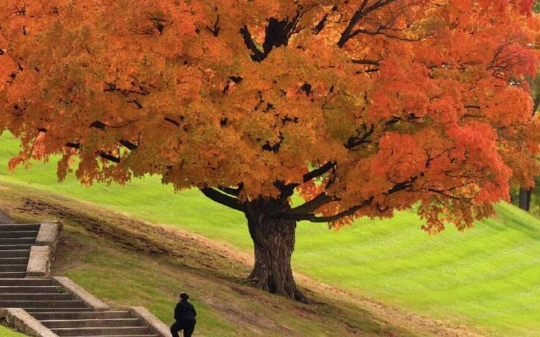 Folhas douradas cobrem o bordo, refletindo o suave calor do outono
