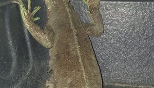 IGUANA VERDE / Foto: Adema