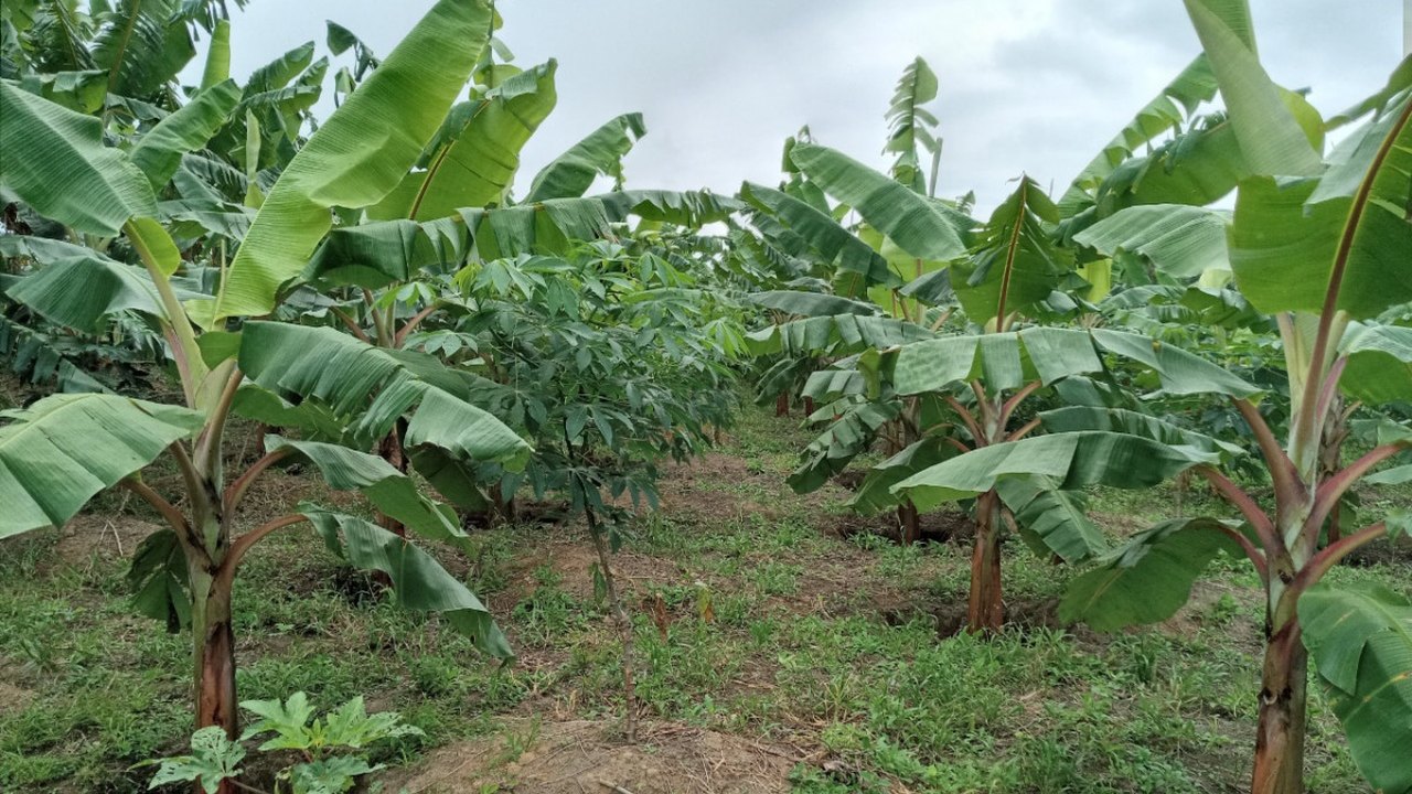 Emater realiza dia de campo para discutir manejo e adubação do solo no cultivo da banana em Branquinha