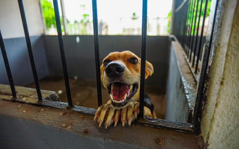 Com quase 2 mil castrações, Meu Amigo PET inicia mutirão voltado a tutores de baixa renda nos bairros de Arapiraca