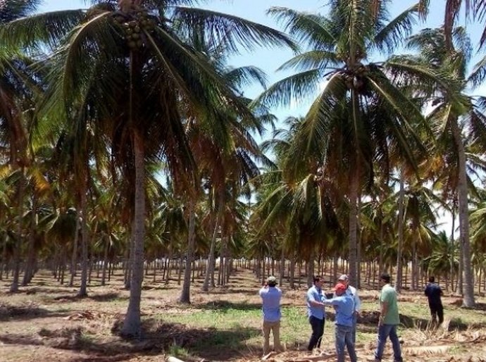 Integração da lavoura com pecuária é apresentada em Jequiá da Praia