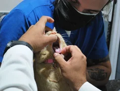 FIV, FeLV e PIF colocam prevenção felina em discussão - Pexels (3).jpg 