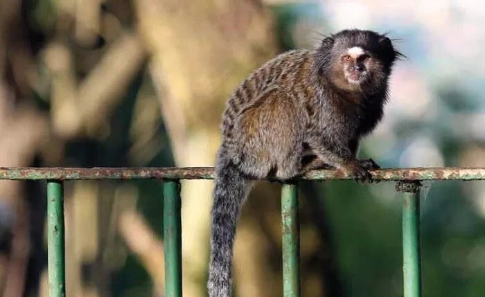 Saguis são comuns na fauna brasileira, inclusive em áreas urbanas, mas podem transmitir a raiva por arranhadura ou mordida