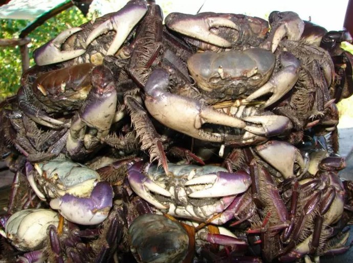 IMA alerta sobre o último intervalo do período de defeso do caranguejo-uçá