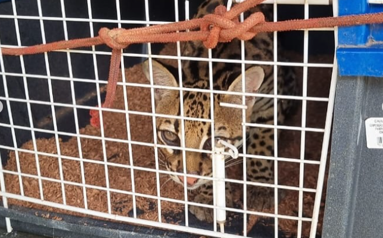 Jaguatirica que tinha imagem explorada por influenciadora é resgatada pelo Ibama