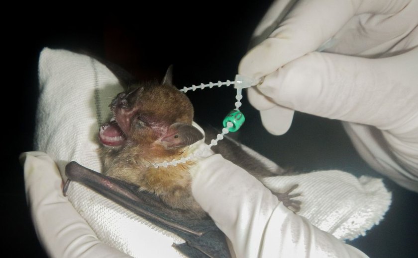 DF tem dois casos de raiva em morcegos e Saúde intensifica cuidados