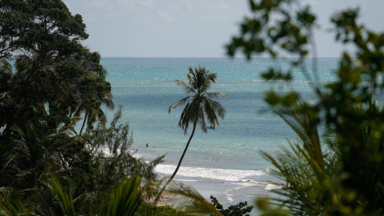 Reserva à beira-mar preserva patrimônio natural da Mata Atlântica em Japaratinga
