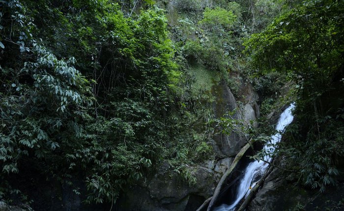 Mata Atlântica Mata Atlântica