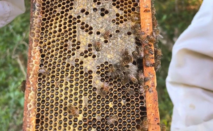 Cobiçado no exterior, mel de melato é pouco conhecido no Brasil