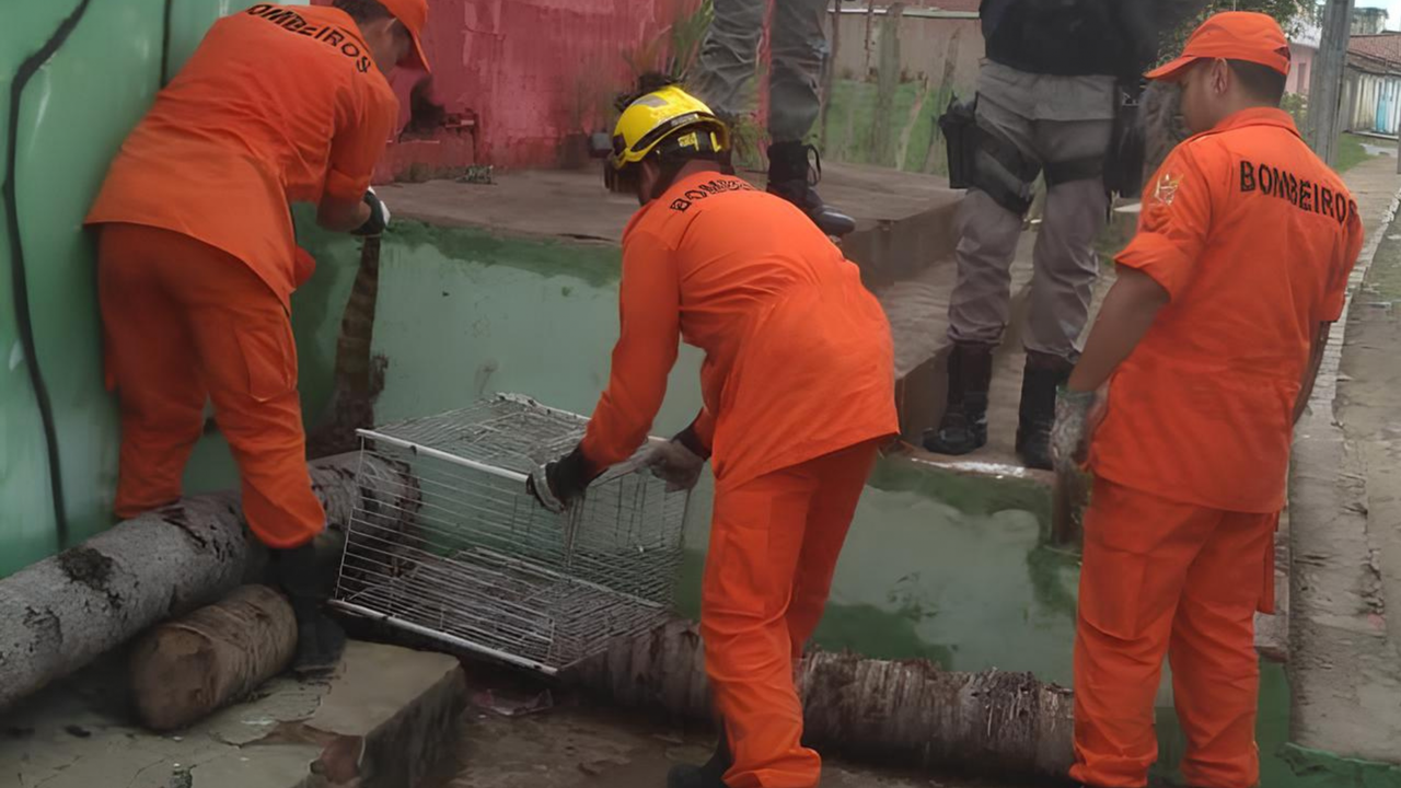 Bombeiros resgatam jacaré que circulava em via pública em Palmeira dos Índios