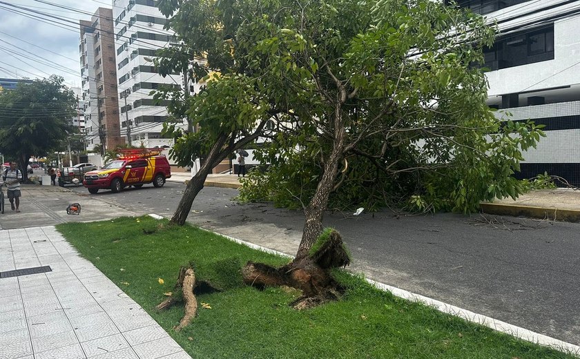 Fortes chuvas e ventania derruba árvores e causa transtornos na capital de Alagoas