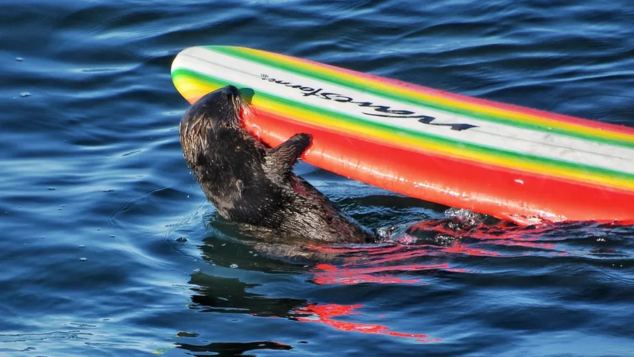 Prancha como isca, reação ágil e oceano mexido: autoridades da vida selvagem tentam capturar lontra ladra de pranchas