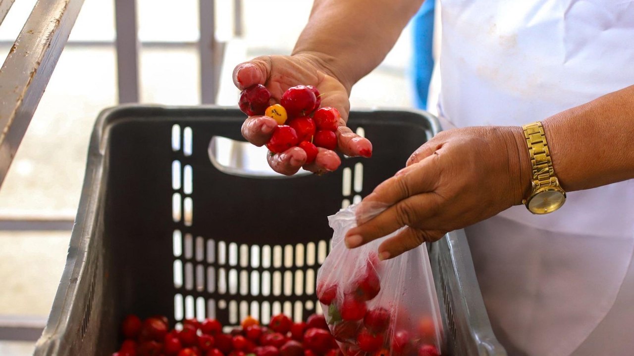 Governo de Alagoas regulamenta Política Estadual da Agroecologia e Produção Orgânica