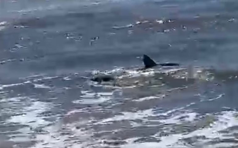 Tubarão-raposo aparece em orla de praia do Rio Grande do Sul e assusta banhistas