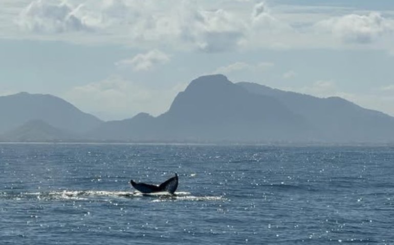 Baleias-jubarte, orcas e arraias são avistadas no mar cristalino de Arraial do Cabo (RJ); vídeo