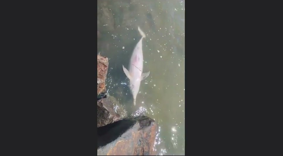 Filhotes de golfinhos são encontrados mortos na zona sul de Aracaju.jpg