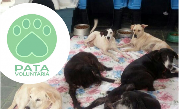 ONG cuidava de animais carentes