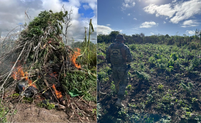 Policiais erradicaram mais de 2,8 mil pés de maconha durante operação realizada em municípios de Alagoas e Pernambuco