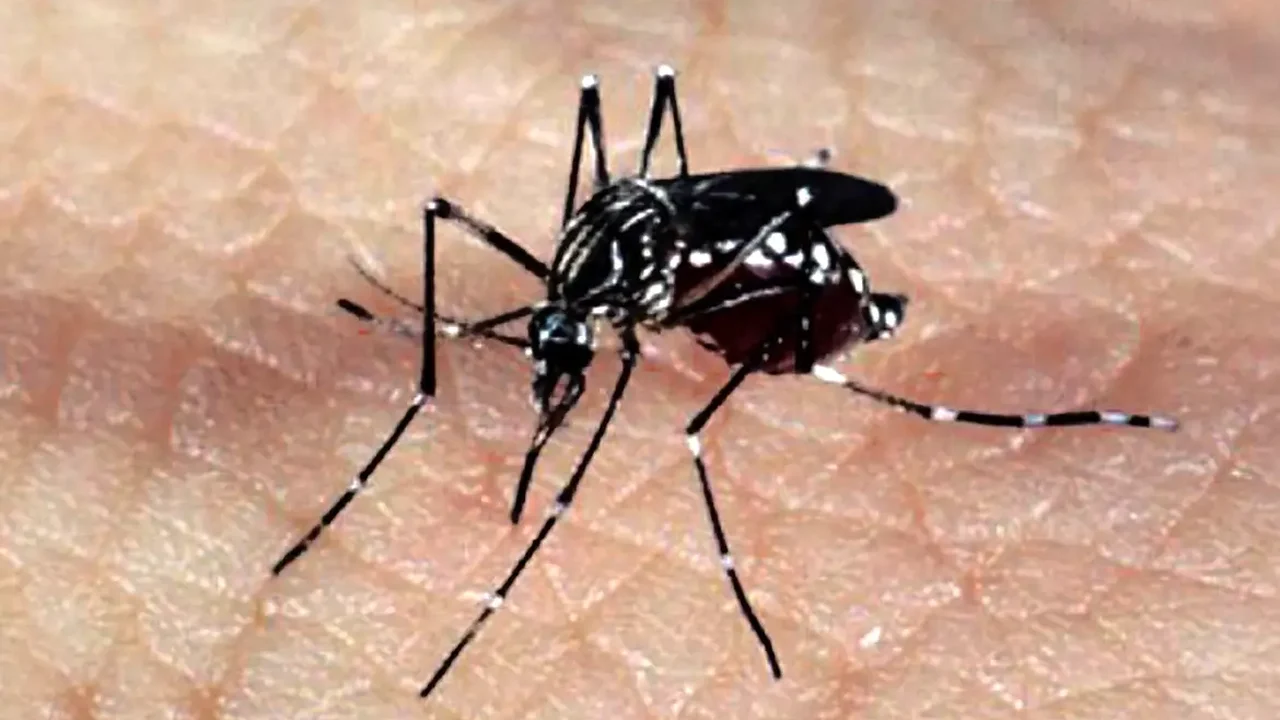 Vacinação contra dengue é ampliada no Rio para público de 10 a 40 anos até acabar estoque perto do vencimento