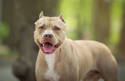 Sessão especial discutirá posse e circulação de cães considerados agressivos