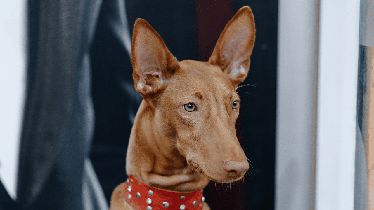 Cirneco do Etna: conheça o cachorro italiano de personalidade afetuosa