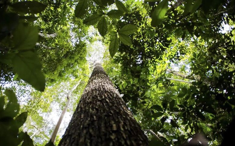 Câmara aprova aumento de punição para quem provocar incêndios florestais