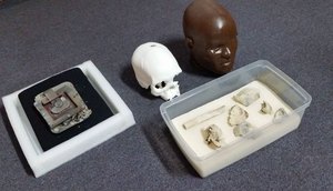fragmentos crânio de Luzia