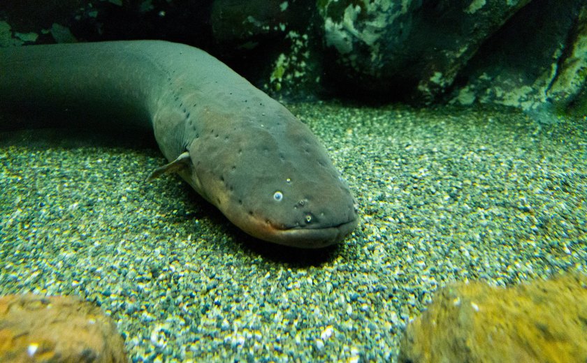 Pesquisadores fazem expedição em busca de peixes-elétricos na Amazônia