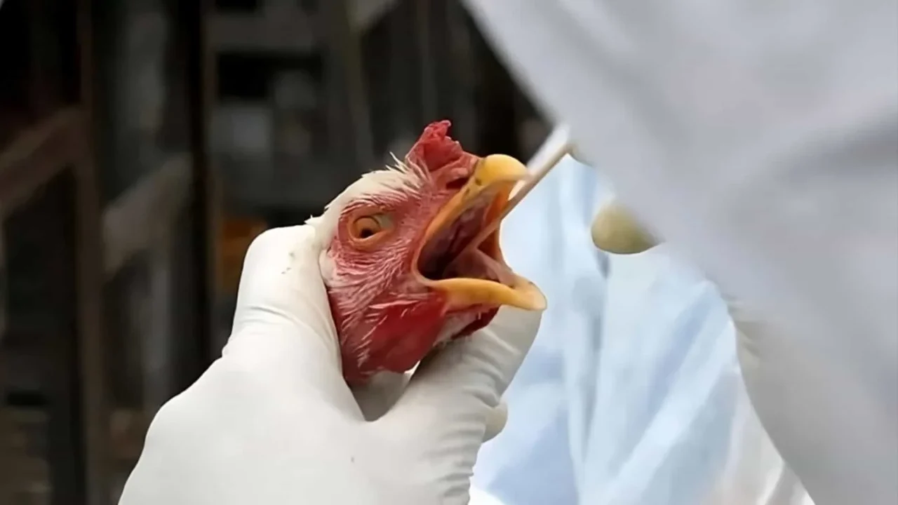 Instituto Biota emite alerta sobre riscos de gripe aviária no litoral de Alagoas