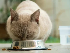 Nutrição sob medida orienta o futuro de cães e gatos - Pexels (2) (1).jpg 