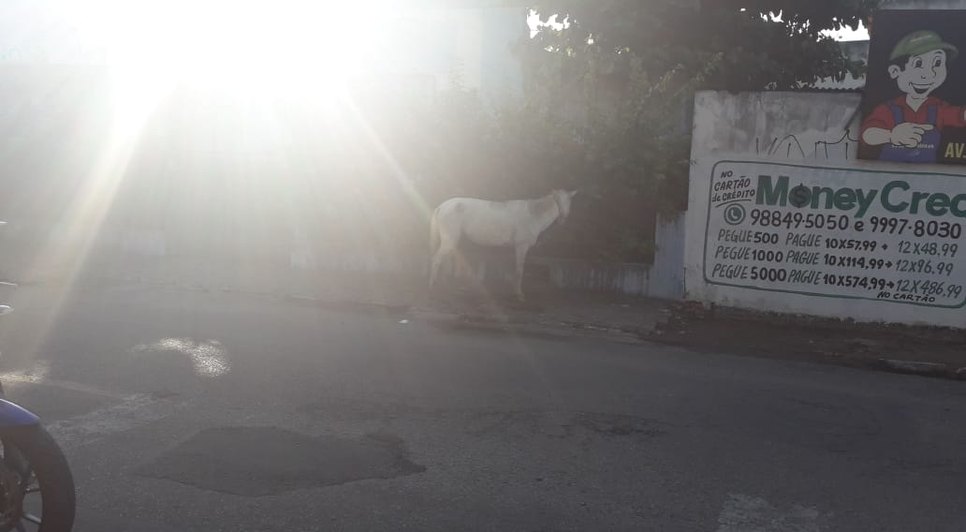 cavalo