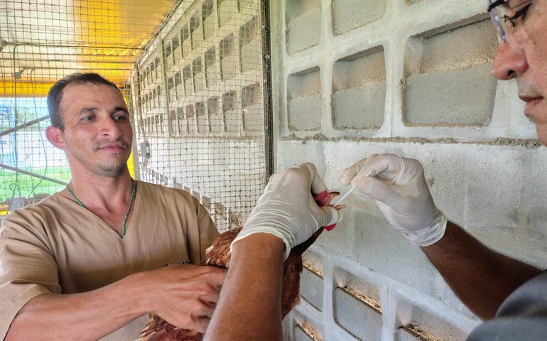 Adeal inicia coleta de amostras para identificar possíveis focos de influenza aviária