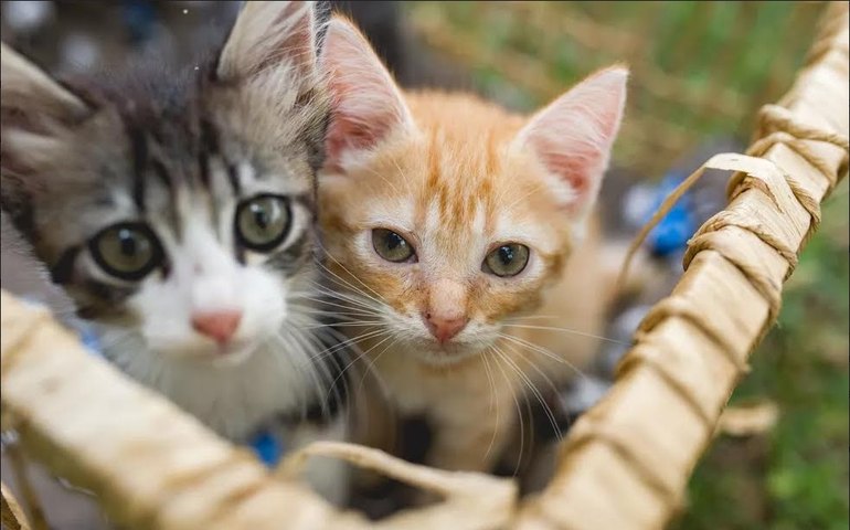 Etanol sobe em 14 Estados e no DF, mostra ANP; média nacional aumenta 1,32%