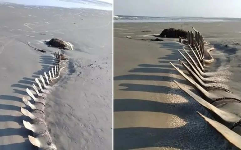 Esqueleto gigante de baleia aparece em praia e vira atração em Peruíbe (SP)