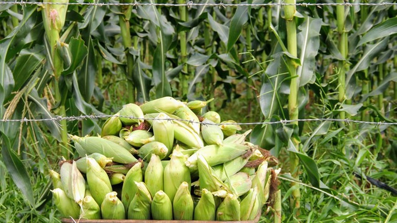 Batalha e Major Isidoro lideram recebimento de crédito agrícola; Alagoas se destaca na produção de grãos em 2024