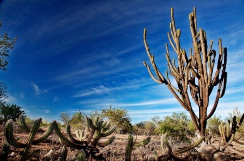 Seminário e curso internacional sobre o Semiárido serão promovidos