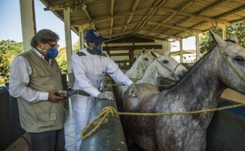 Cientistas criam soro com anticorpos de cavalo capaz de neutralizar coronavírus
