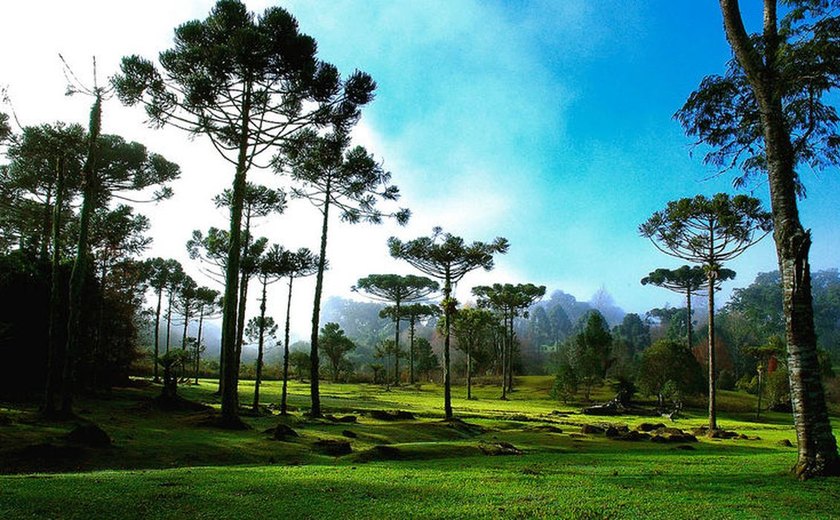 Tradições gaúchas ganham destaque na Festa do Pinhão