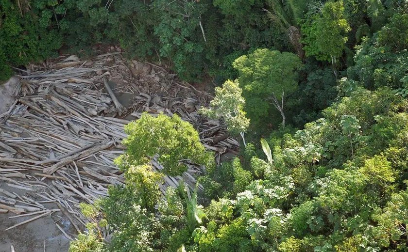 Desmatamento no Pará cai 55% em 3 anos, mas estado segue líder na destruição da Amazônia