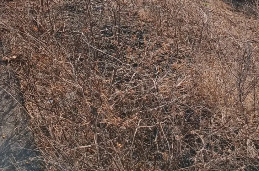 Acidente com ônibus de romeiros deixa pelo menos 15 mortos no Sertão de Alagoas