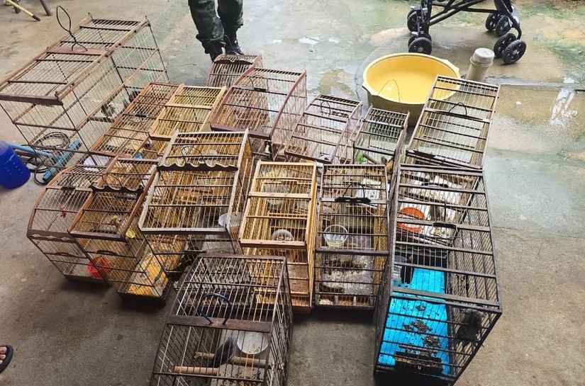 PM-AL resgata 89 aves silvestres durante fiscalização do Batalhão Ambiental no interior