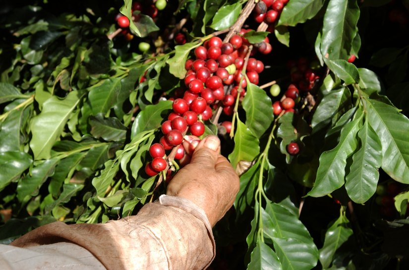 Colheita e pós-colheita definem qualidade e valor do café brasileiro, aponta especialista