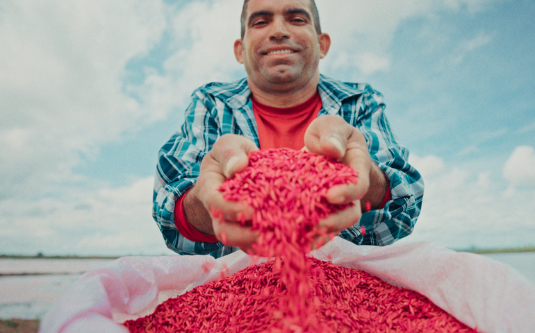 Seagri e Embrapa promovem capacitação em rizicultura irrigada no Baixo São Francisco