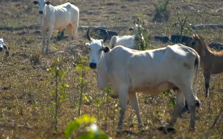 China reconhece Brasil como país livre de febre aftosa sem vacinação