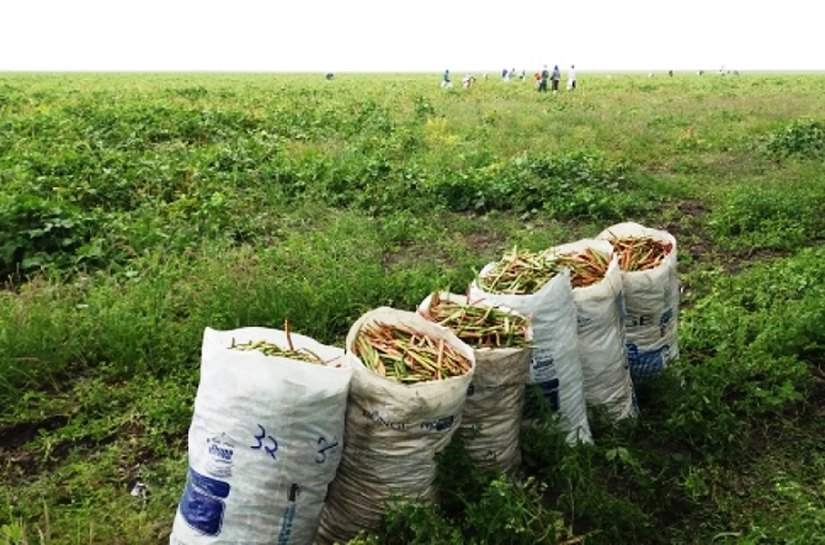 Vinte e um mil agricultores receberam seguro Garantia Safra em Alagoas