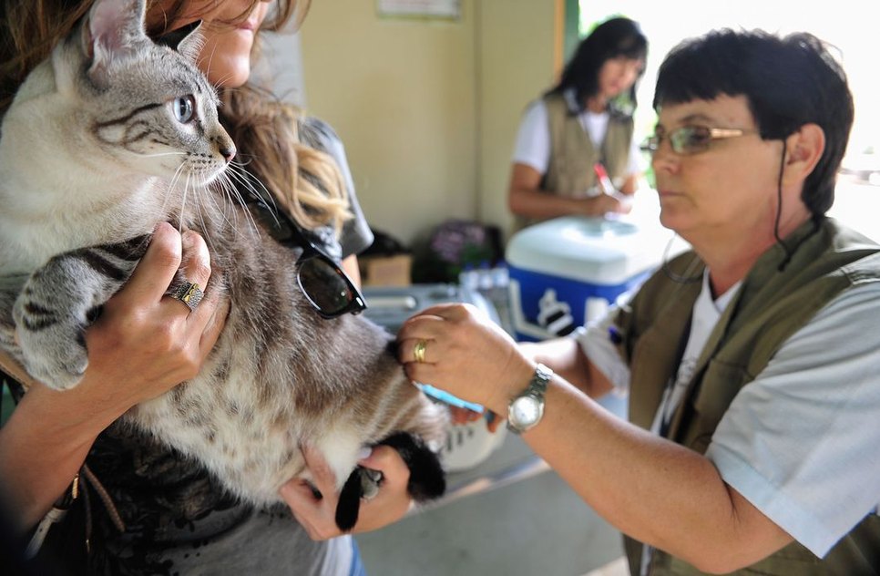 905013-vacina_caes_gatos_df_7710.jpg / Foto: Agência Brasil