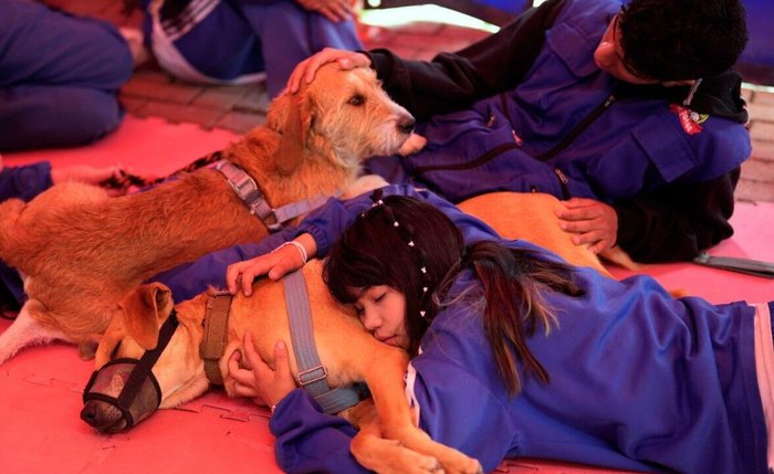 Pessoas abraçam cachorros em abrigo de escola secundária onde alunos cuidam de animais abandonados