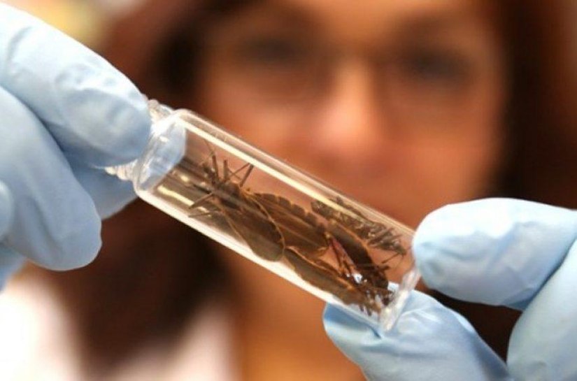 Saúde orienta sobre riscos, prevenção e tratamento da Doença de Chagas