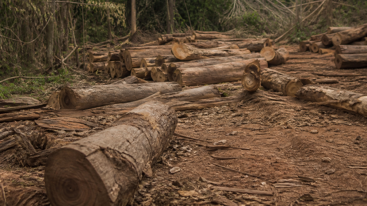 MP denuncia seis por 'palco de organização criminosa' e fraude ambiental de R$ 5 bilhões